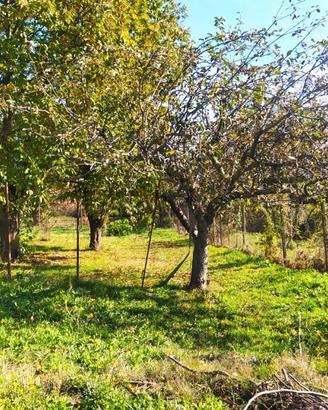 Terreno agricolo con alberi da frutta