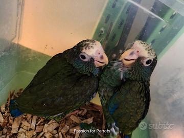 Pappagalli Pionus Senilis e Menstrus DA IMBECCO