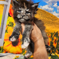 Maine Coon femmina Silver Tortie LINEA TOP