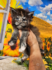 Maine Coon femmina Silver Tortie LINEA TOP