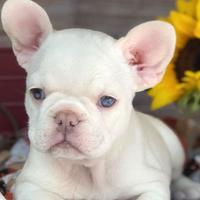 BULLDOG FRANCESE - BOULEDOGUE PLATINO cuccioli
