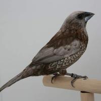 Passeri del giappone