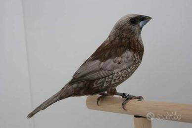 Passeri del giappone