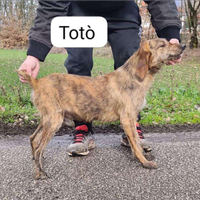 Segugio maremmano fortissimi sul cinghiale