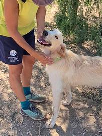 Maschio tipo golden retriever