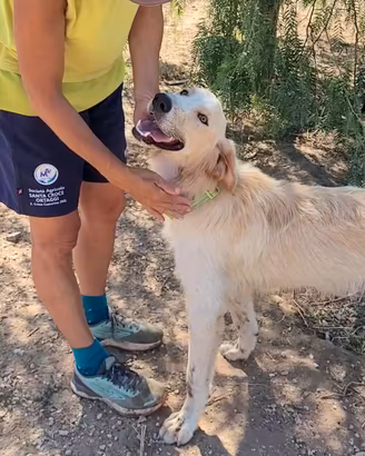 Maschio tipo golden retriever
