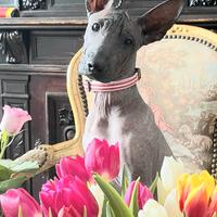 Cane nudo messicano (xoloitzcuintli)
