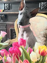 Cane nudo messicano (xoloitzcuintli)