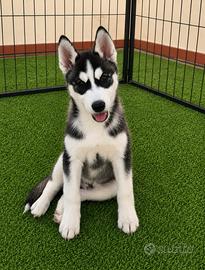 Siberian Husky