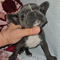 Bulldog francese 2 mesi