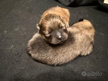 Pomerania nano