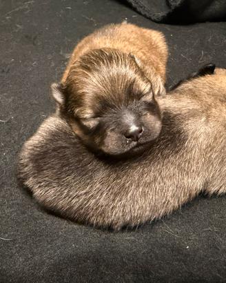 Pomerania nano