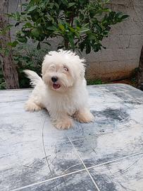 Maltese