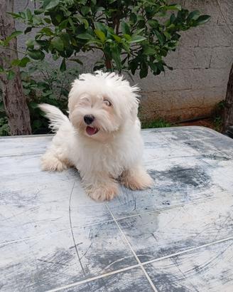 Maltese