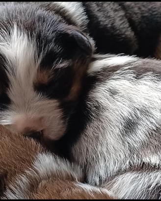 Cuccioli Australian Shepherd Pastore Australiano