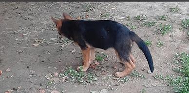 Cucciola di pastore tedesco con pedigree Enci