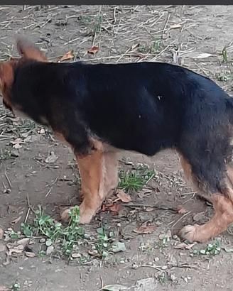 Cucciola di pastore tedesco con pedigree Enci