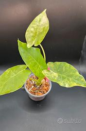 Alocasia Odora Aurea