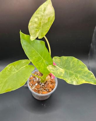 Alocasia Odora Aurea