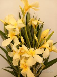 Piante di oleandro giallo vaso 14