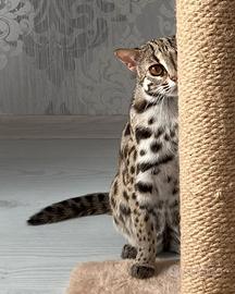Gattino ocelot disponibile