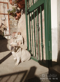 Bulldog Francese