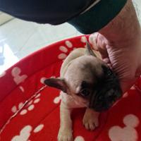 Cuccioli bulldog francese