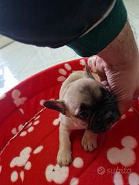 Cuccioli bulldog francese