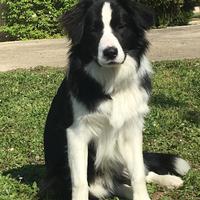 Border collie per monta