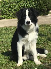 Border collie per monta