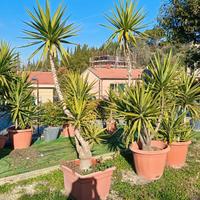 Piante yucca giardino