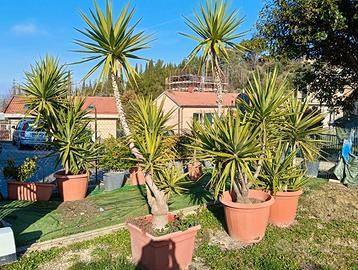 Piante yucca giardino
