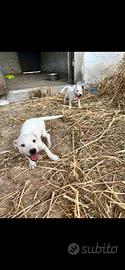 Jack Russel