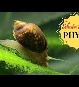 Physa marmorata lumaca d'acqua dolce