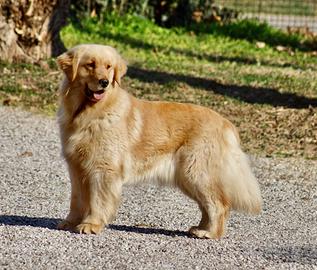 Cucciolata di Golden Americani in arrivo