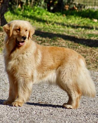 Cucciolata di Golden Americani in arrivo