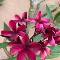 Plumeria rubra Scott Pratt