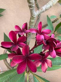 Plumeria rubra Scott Pratt