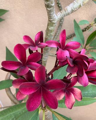 Plumeria rubra Scott Pratt