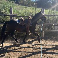 Cavallo da trekking tolfetano