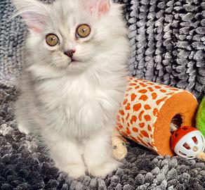 Dolce gattina persiano normotipico femmina