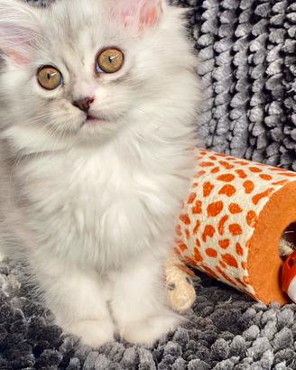 Dolce gattina persiano normotipico femmina