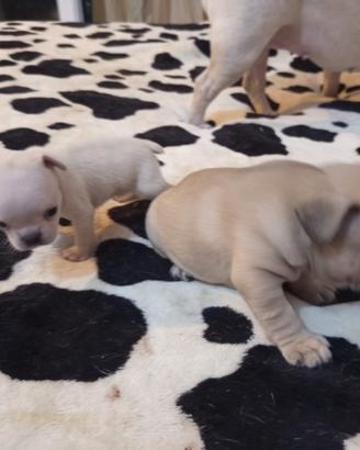 Cuccioli bulldog francese puri