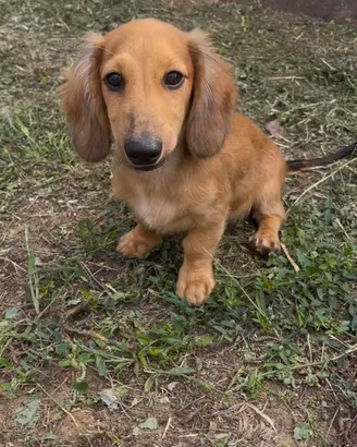 Bassotto nano pelo lungo
