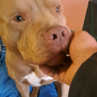 Pitbull red nose
