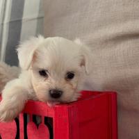 Cuccioli maltipoo