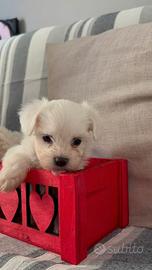 Cuccioli maltipoo