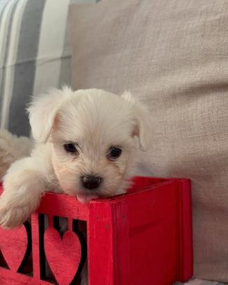 Cuccioli maltipoo