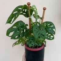 Pianta BABY Monstera adansonii