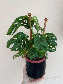 Pianta BABY Monstera adansonii